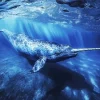 Narwhal Animal Diamond Painting