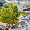 Night Parrot Bird Diamond Painting