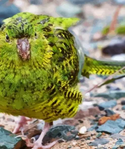 Night Parrot Bird Diamond Painting