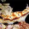 Nudibranch Animal Diamond Painting