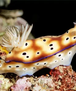 Nudibranch Animal Diamond Painting