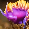 Nudibranch Purple Diamond Painting