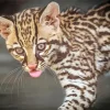 Ocelot Wild Cat Diamond Painting
