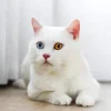 Odd Eyed White Cat Diamond Painting