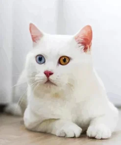 Odd Eyed White Cat Diamond Painting