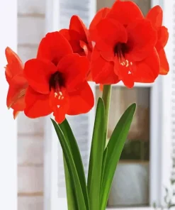 Orange Amaryllis Diamond Painting