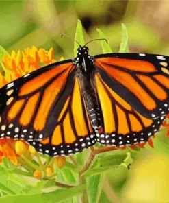 Orange And Black Butterfly Diamond Painting