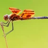 Orange And Black Dragonfly Diamond Painting