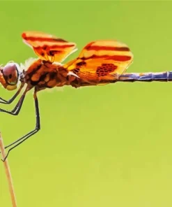 Orange And Black Dragonfly Diamond Painting