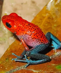 Orange And Blue Frog Diamond Painting