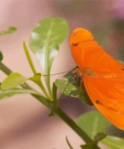 Orange Butterfly Diamond Painting