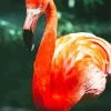 Orange Flamingo Bird Diamond Painting