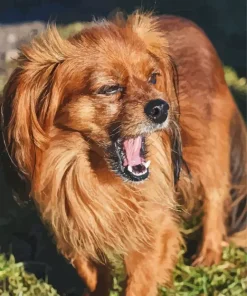 Orange Papillon Dog Diamond Painting