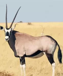 Oryx Animal Diamond Painting