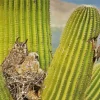Owl On Cactus Diamond Painting
