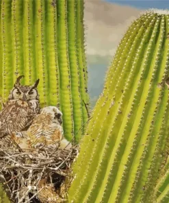 Owl On Cactus Diamond Painting