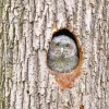 Owl Tree Hole Diamond Painting