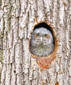 Owl Tree Hole Diamond Painting