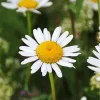 Oxeye Daisy Flowers Diamond Painting
