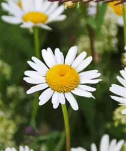 Oxeye Daisy Flowers Diamond Painting