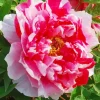Paeonia Suffruticosa Diamond Painting