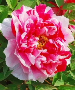 Paeonia Suffruticosa Diamond Painting