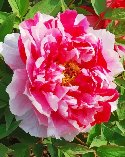 paeonia suffruticosa Diamond By Numbers Paeonia Suffruticosa Diamond Painting