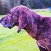 Plott Hound Dog Diamond Painting
