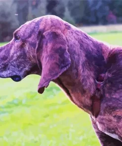 Plott Hound Dog Diamond Painting