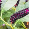 Pokeweed Berries Diamond Painting