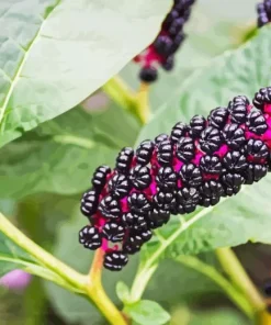 Pokeweed Berries Diamond Painting