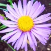 Purple Aster Flower Diamond Painting
