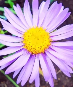 Purple Aster Flower Diamond Painting