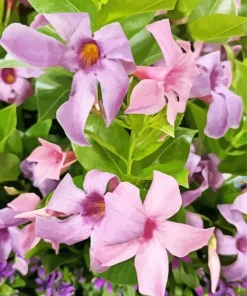 Purple Mandevilla Flowers Diamond Painting