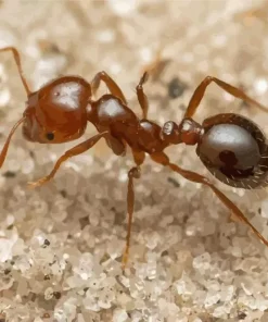 Red Ant Insect Diamond Painting