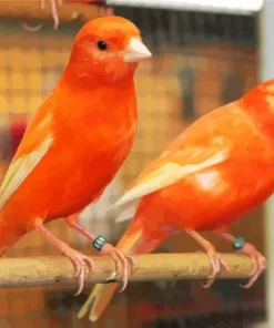 Red Factor Canary Diamond Painting