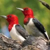 Red Headed Woodpecker Birds Diamond Painting