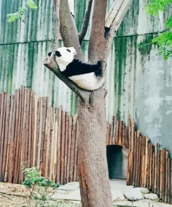 Sad Panda Diamond Painting