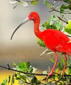 Scarket Ibis Art Diamond Painting