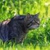Scottish Wildcat In Green Grass Diamond Painting