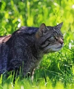 Scottish Wildcat In Green Grass Diamond Painting
