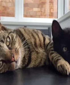 Sleeping Black And Tabby Cats Diamond Painting