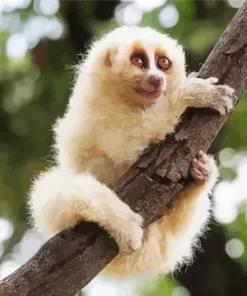 Slow Loris Primate Diamond Painting
