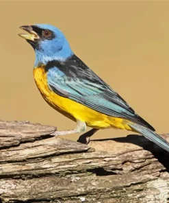 Small Bird Blue And Yellow Diamond Painting
