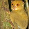 Tarsier Haplorhini Diamond Painting