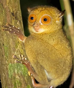 Tarsier Haplorhini Diamond Painting