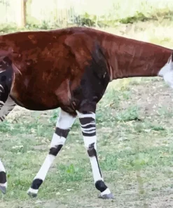 The Okapi Animal Diamond Painting