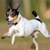 Toy Fox Terrier Running Diamond Painting