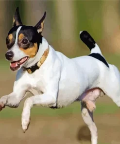 Toy Fox Terrier Running Diamond Painting
