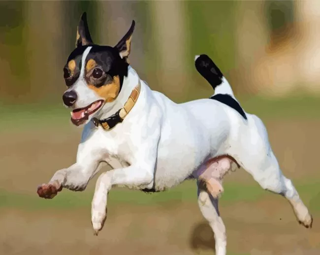 toy fox terrier running Diamond By Numbers Toy Fox Terrier Running Diamond Painting